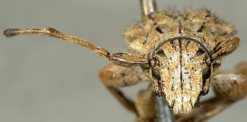 Media type: image;   Entomology 19704 Aspect: head frontal view